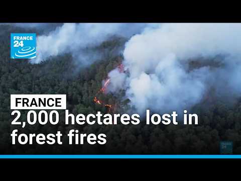 France: 2,000 hectares lost in forest fires • FRANCE 24 English