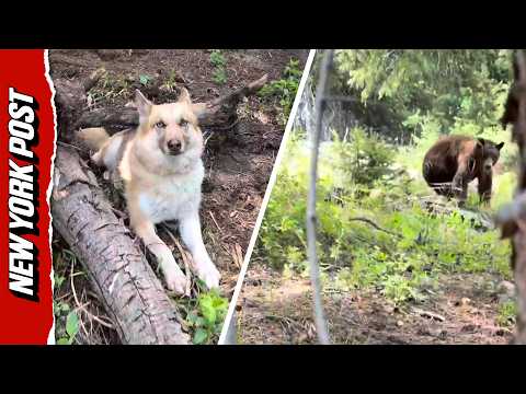 She Tried to Scare a Bear to Save Her Dog — See What Happened Next