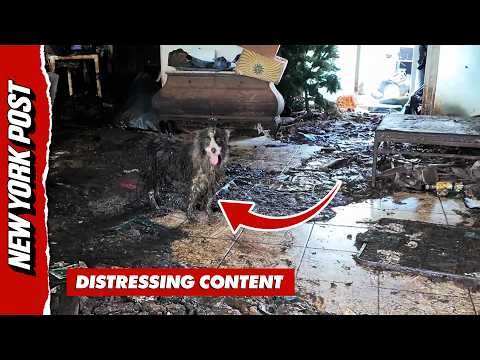 30+ Dogs Found Covered in Feces Inside Filthy Florida Hoarder House