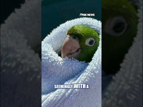 BIRD’S-EYE RESCUE: Wild parrot saved from balcony