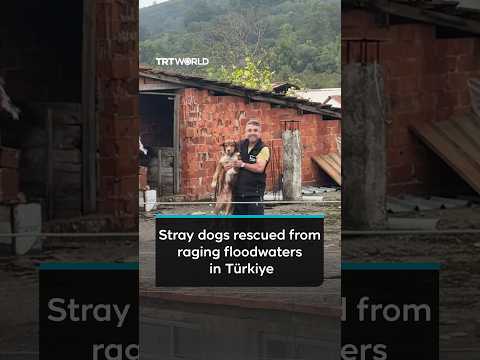 Firefighters and residents rescue stray dogs trapped in floodwaters in Türkiye